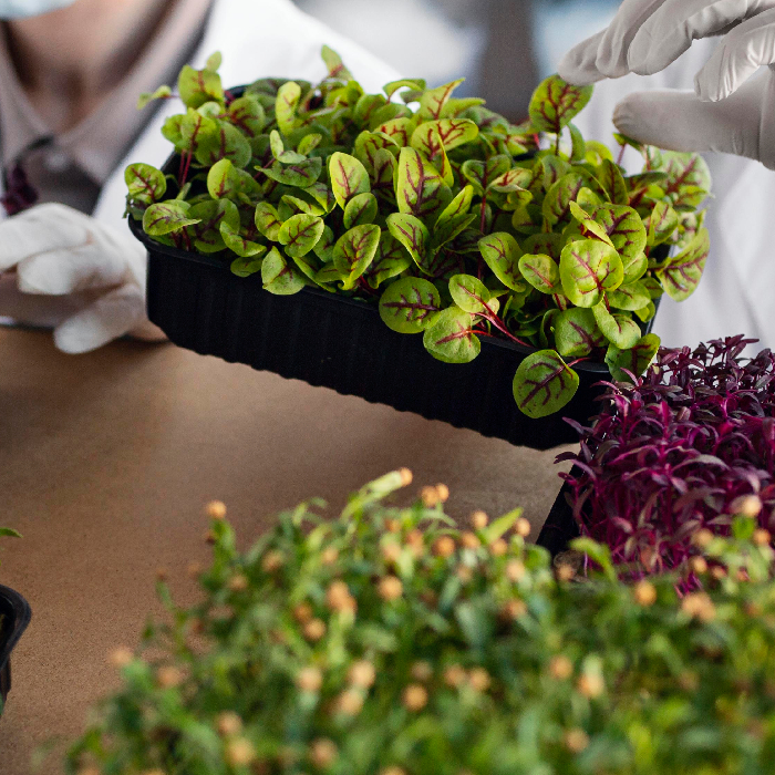 Agriculture & Food Processing